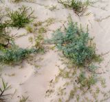 Ambrosia chamissonis. Цветущие и плодоносящие растения. Чили, обл. Valparaiso, провинция Isla de Pascua, северо-восточная часть острова, бухта Anakena, закреплённые дюны. 09.03.2023.