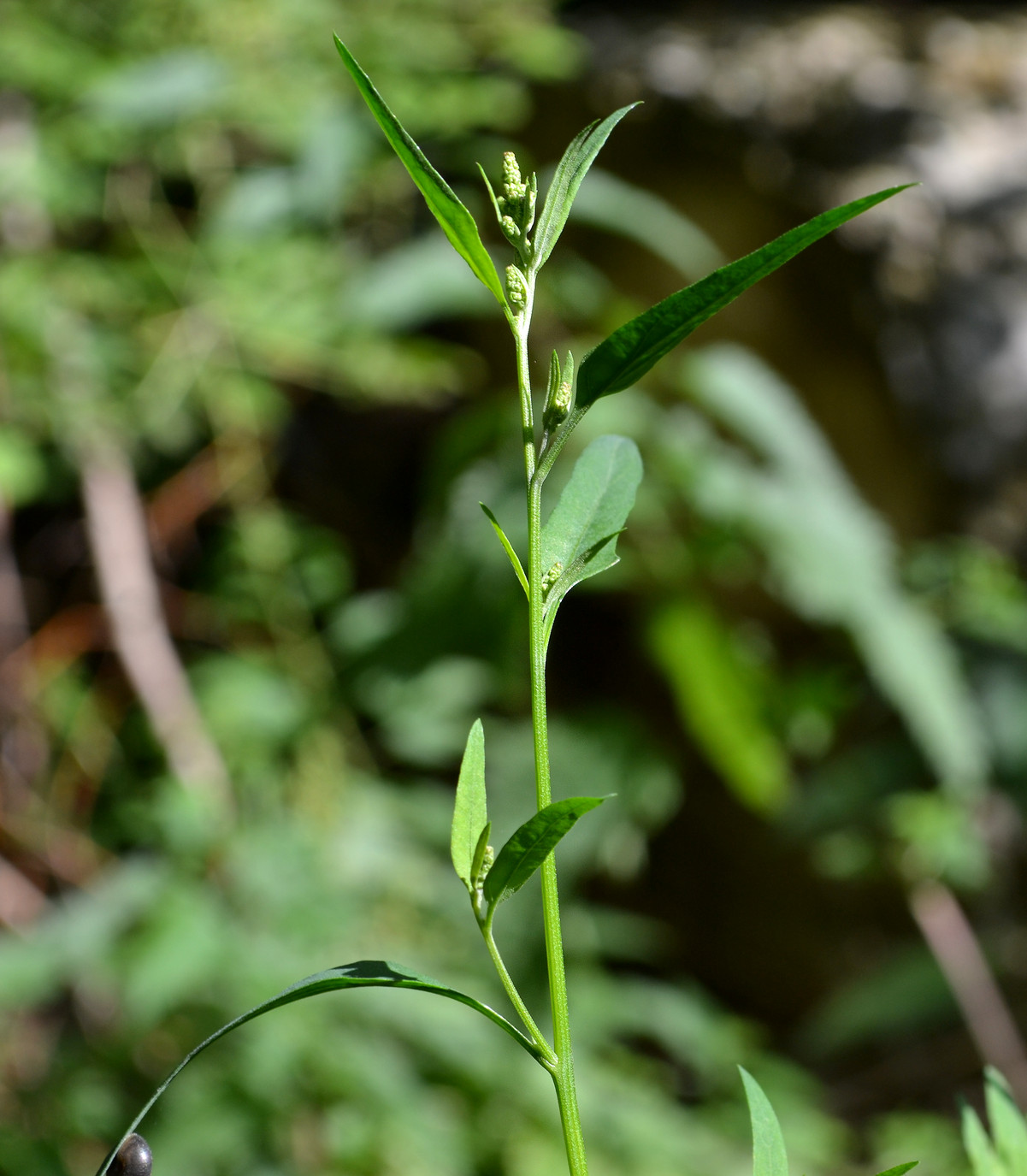 Image of genus Atriplex specimen.