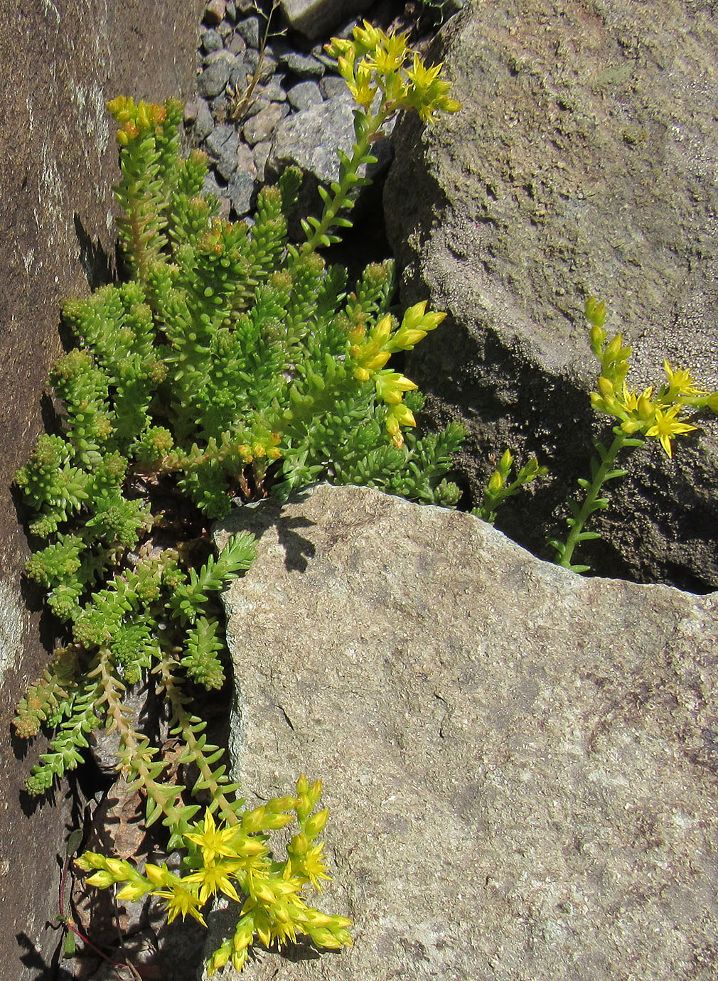 Image of Sedum acre specimen.