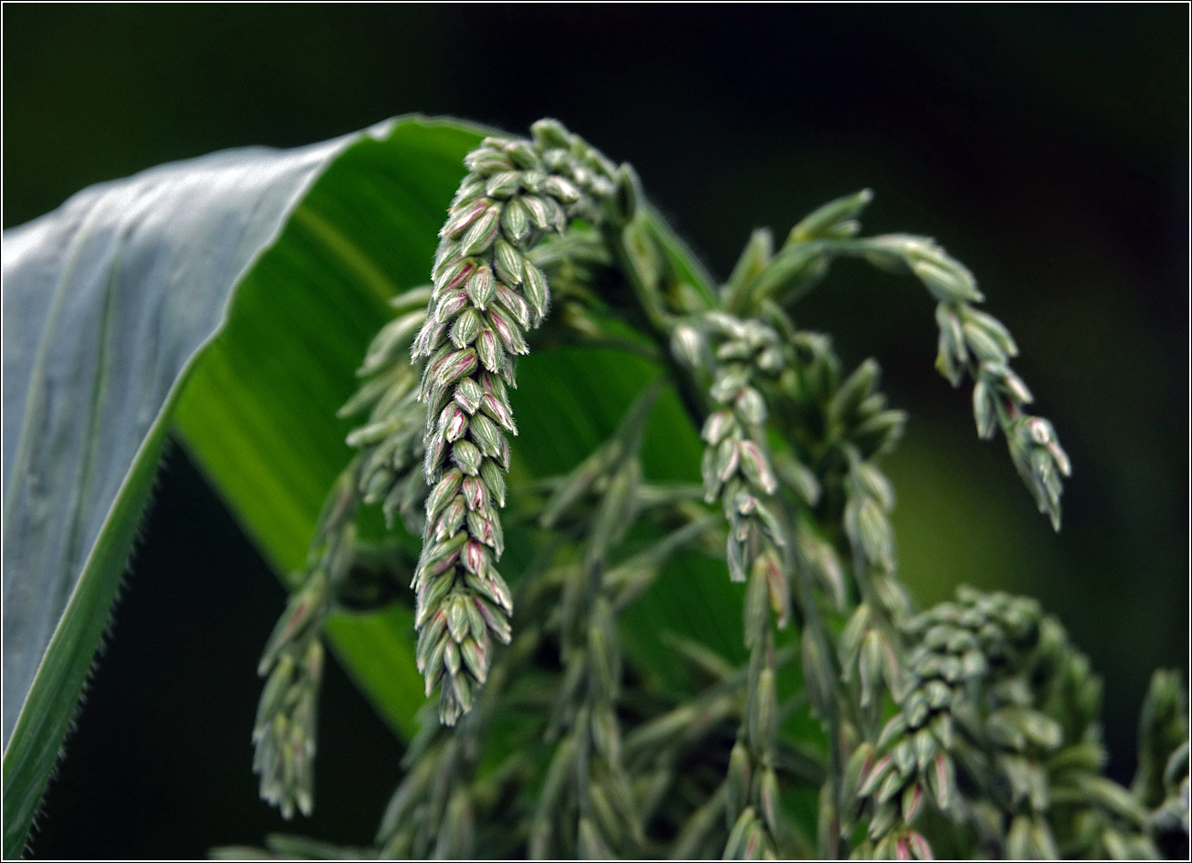 Image of Zea mays specimen.