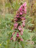 Leonurus japonicus