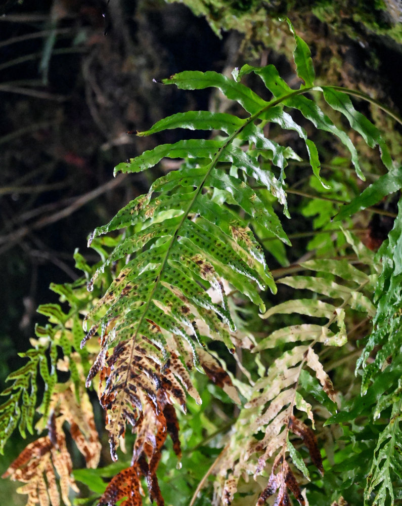 Image of Polypodium cambricum specimen.