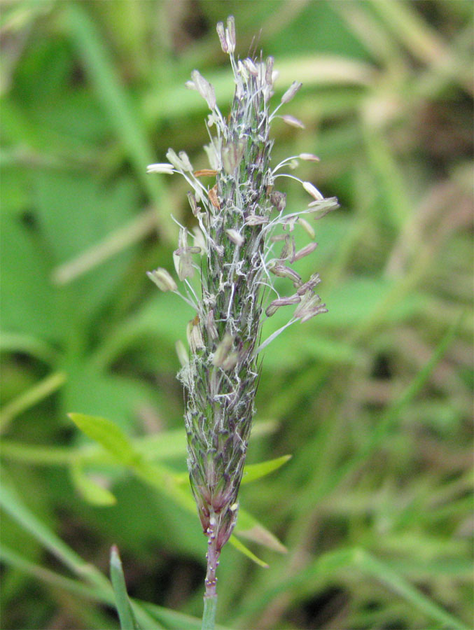 Image of Alopecurus geniculatus specimen.