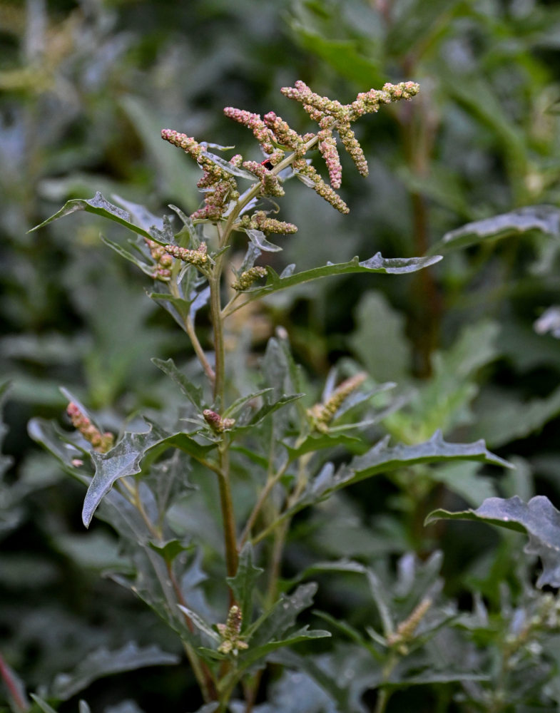 Изображение особи Atriplex tatarica.