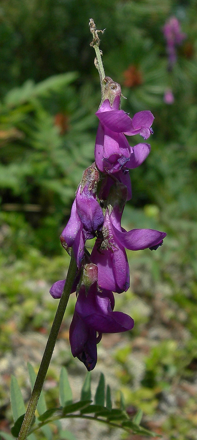 Image of Hedysarum cisbaicalense specimen.