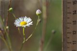genus Erigeron. Цветущее и расцветающее соцветия. Нижегородская обл., Володарский р-н, окр. пос. Дубки; берег р. Ока, высокотравный луг. 15.09.2023.