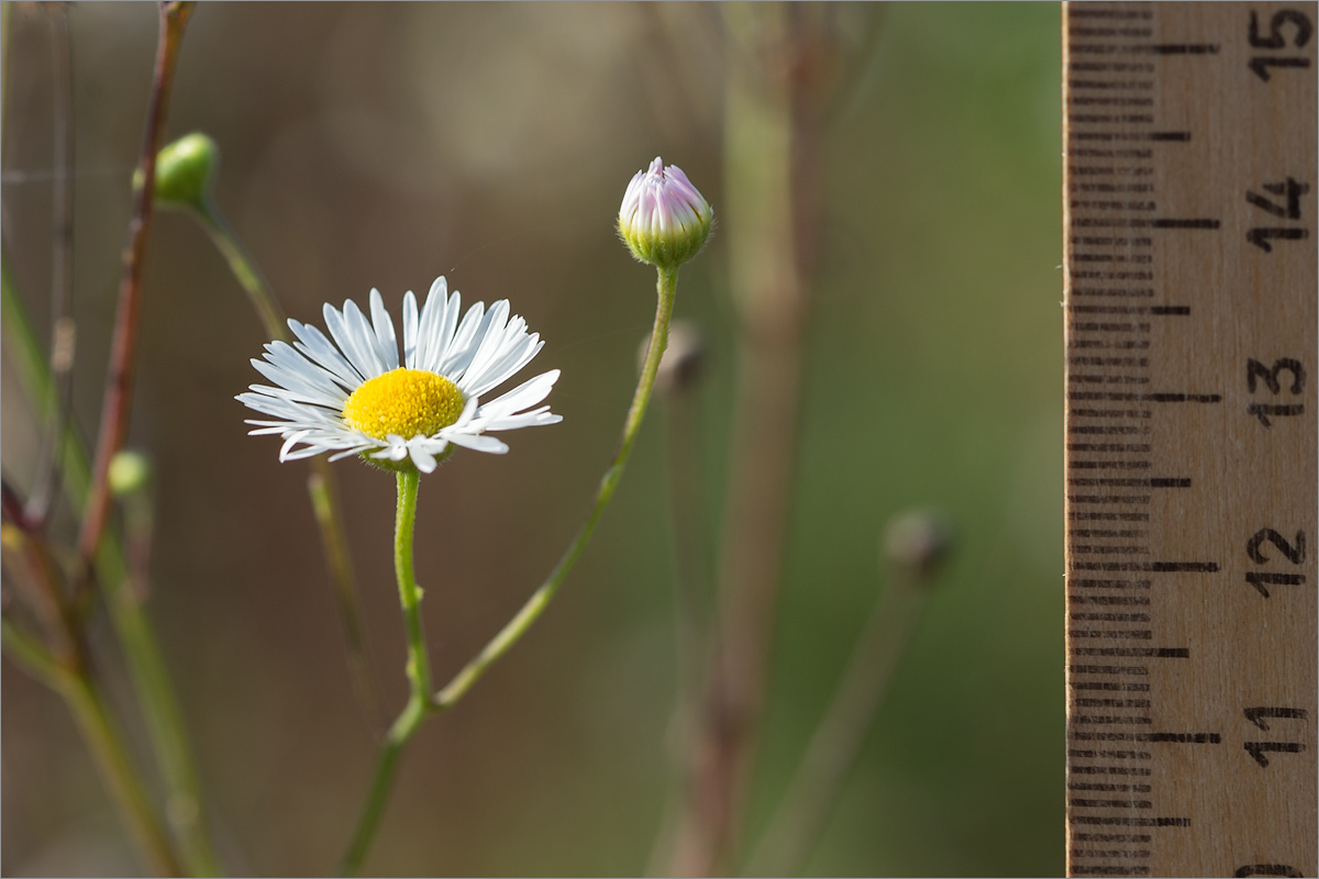 Image of genus Erigeron specimen.