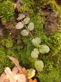 Lysimachia nummularia