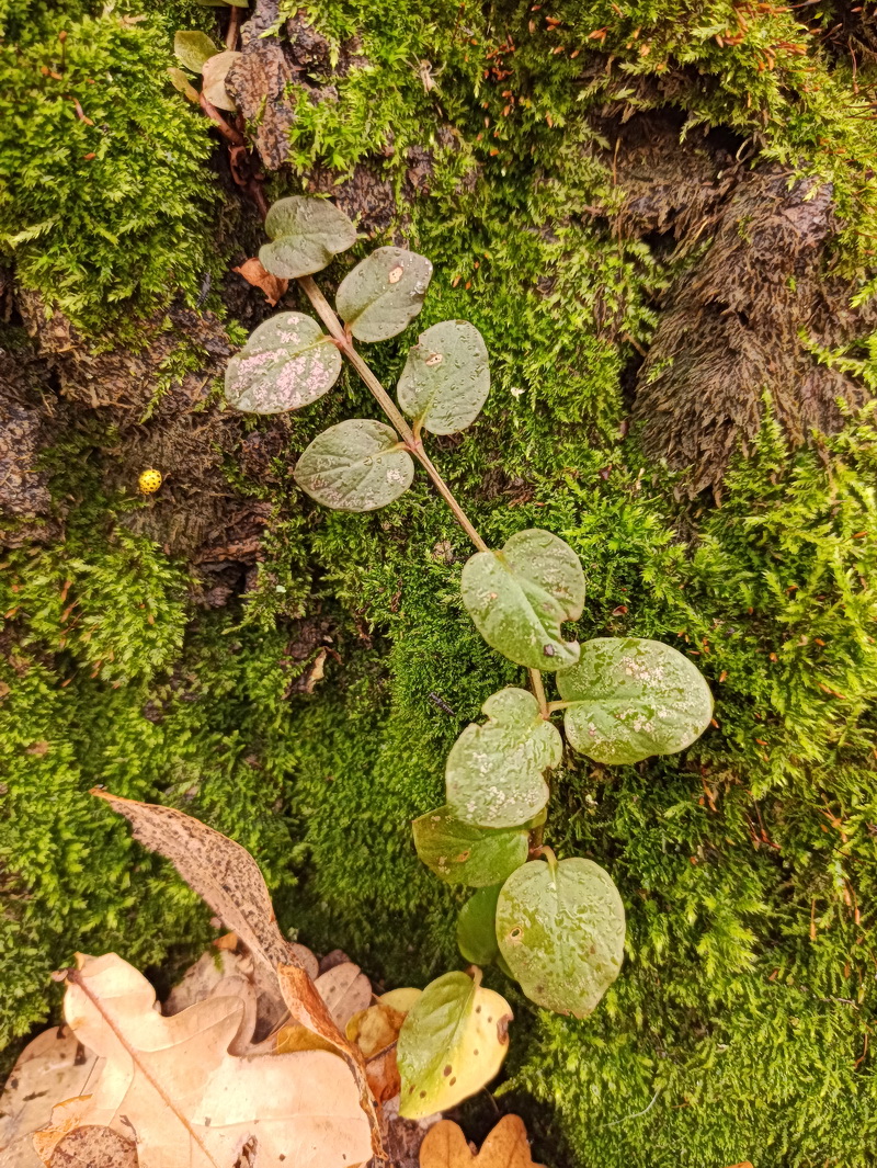 Изображение особи Lysimachia nummularia.