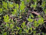 Arctostaphylos uva-ursi