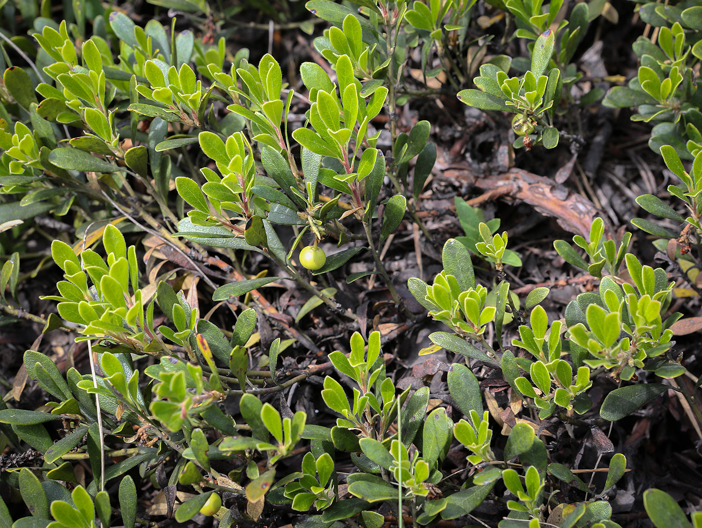 Image of Arctostaphylos uva-ursi specimen.