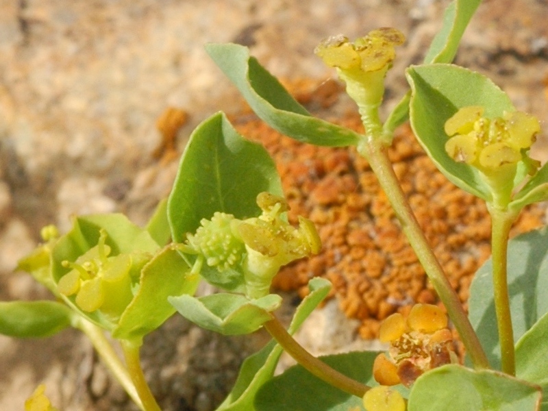 Изображение особи Euphorbia pachyrrhiza.