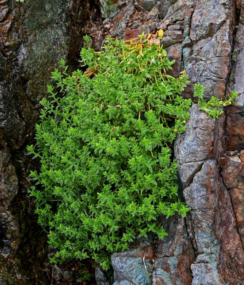 Image of Honckenya peploides ssp. major specimen.