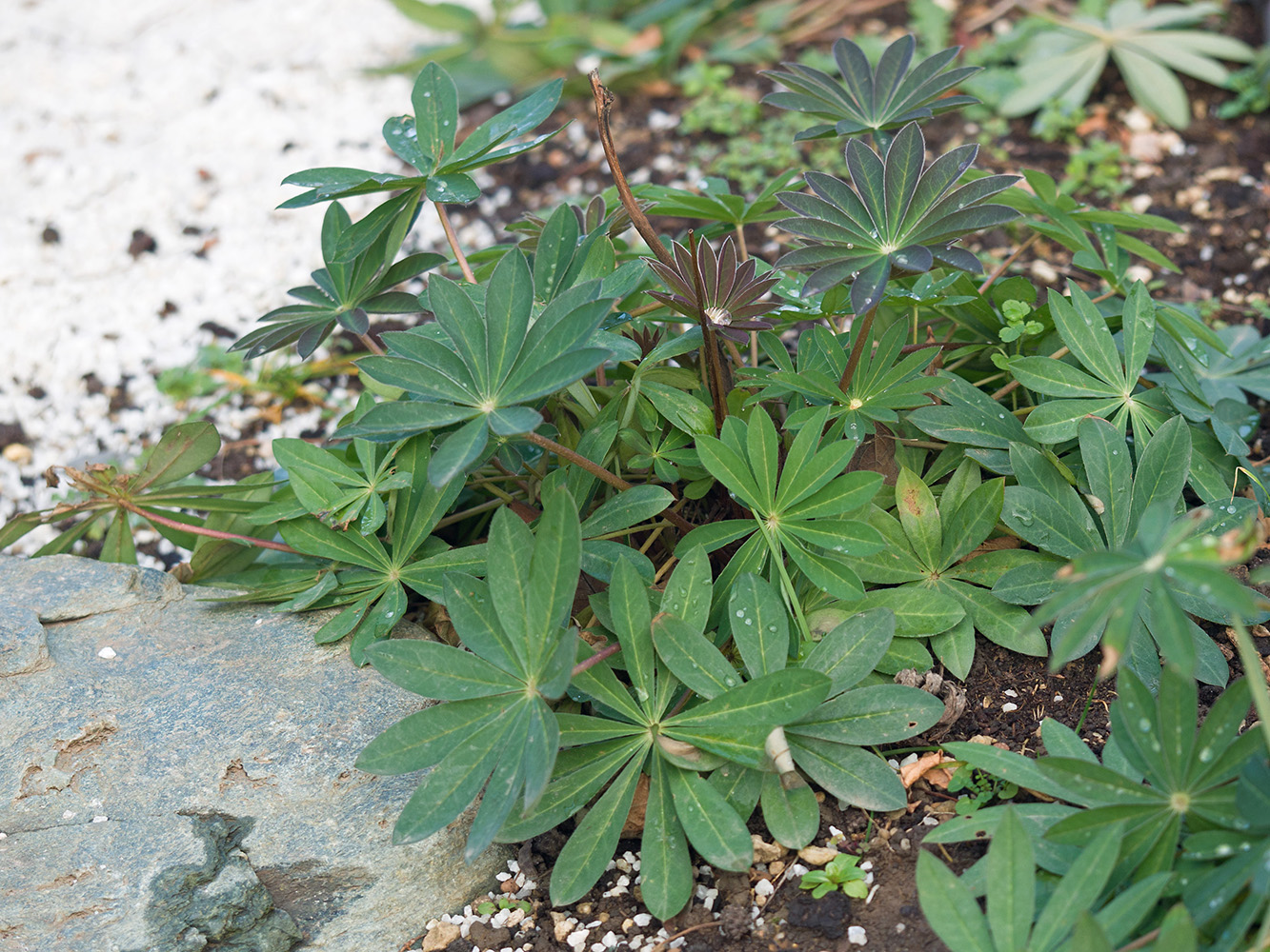 Изображение особи Lupinus polyphyllus.