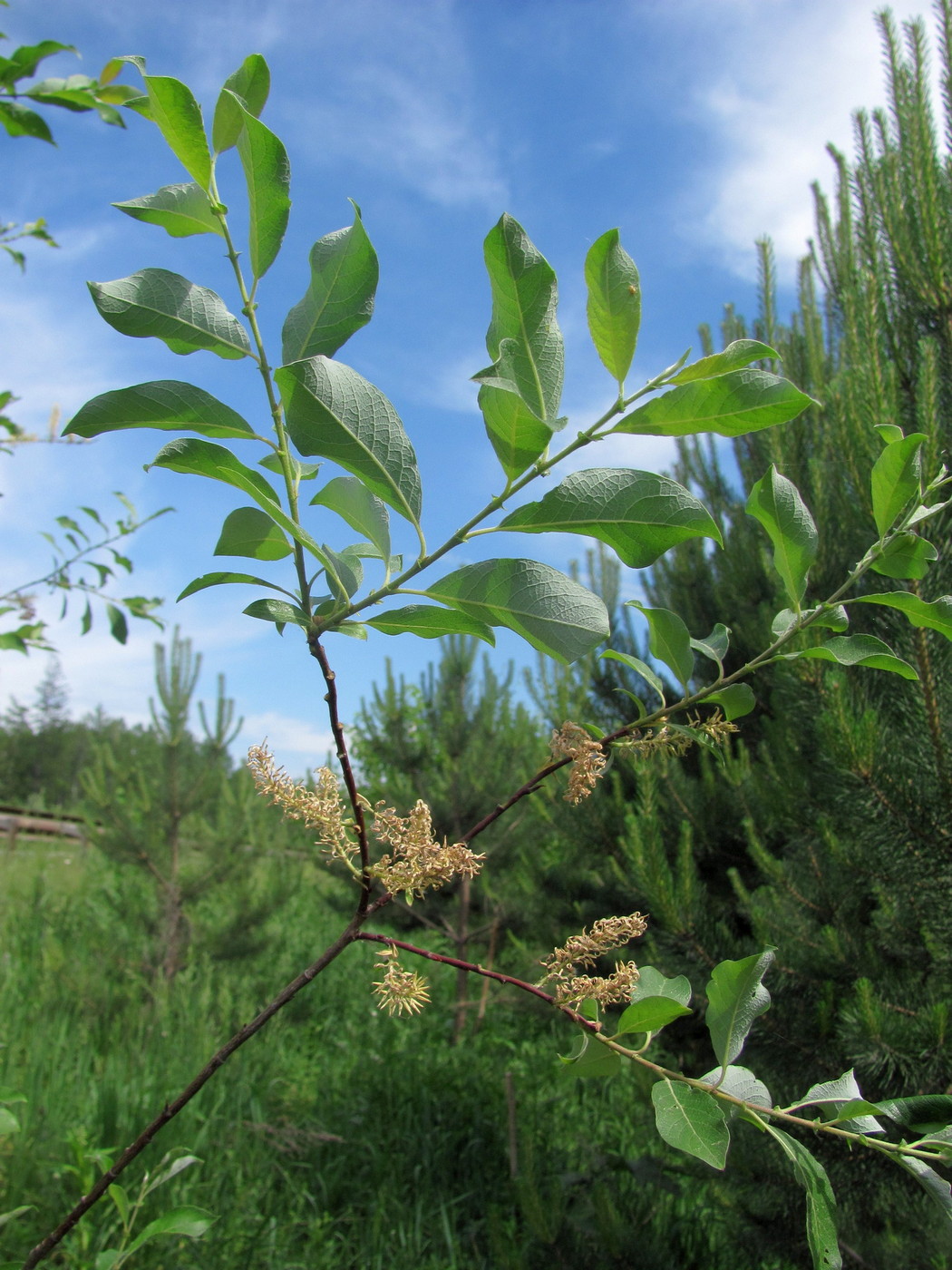 Image of Salix bebbiana specimen.