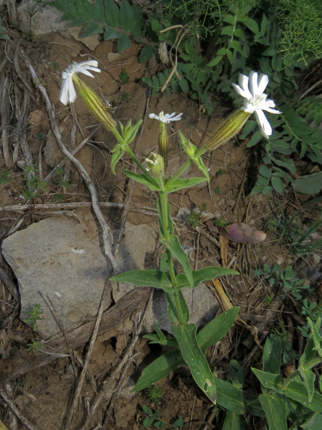 Image of Silene turkestanica specimen.