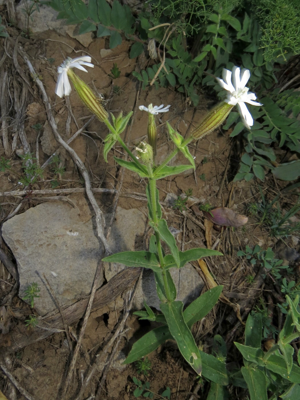 Изображение особи Silene turkestanica.