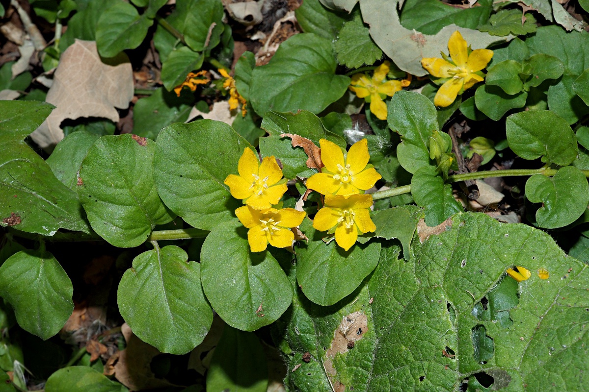 Изображение особи Lysimachia nummularia.