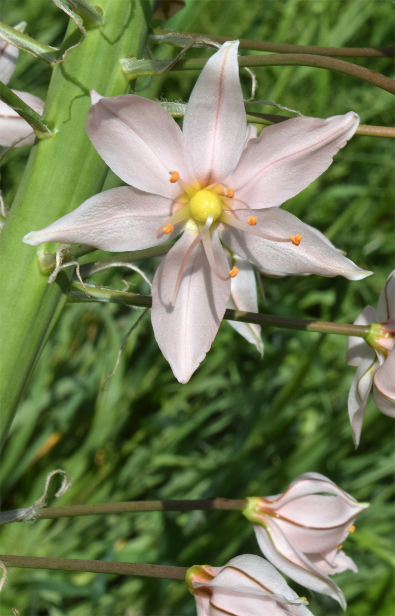 Image of Eremurus aitchisonii specimen.