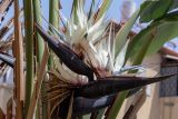 Strelitzia nicolai