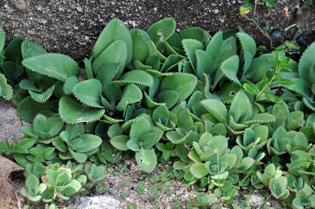 Image of Kalanchoe pinnata specimen.