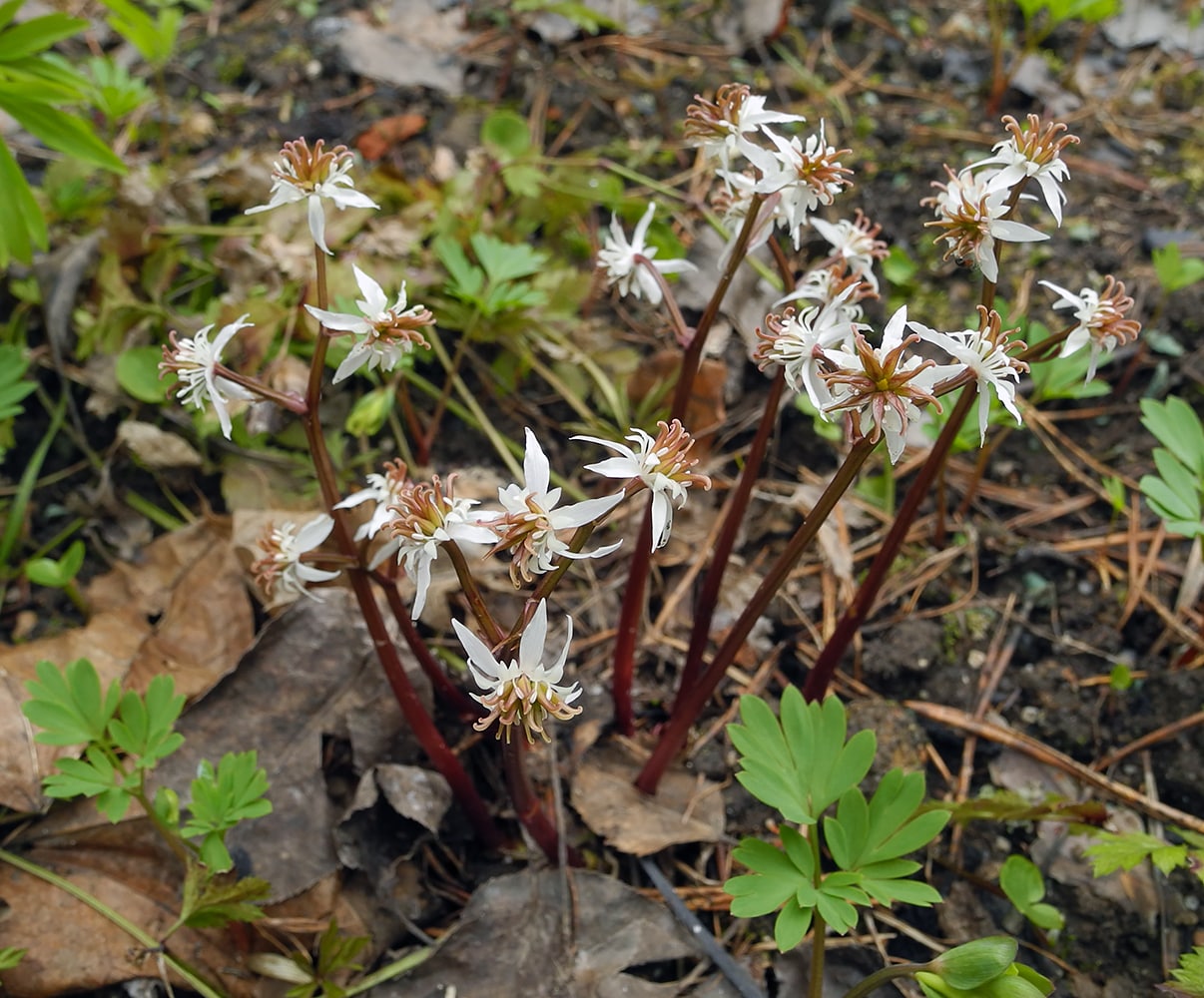 Image of Coptis japonica specimen.