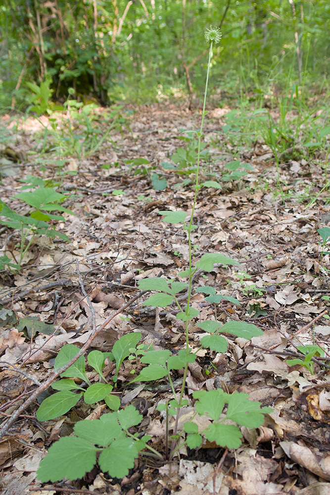 Image of Geum urbanum specimen.