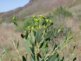 Haplophyllum perforatum