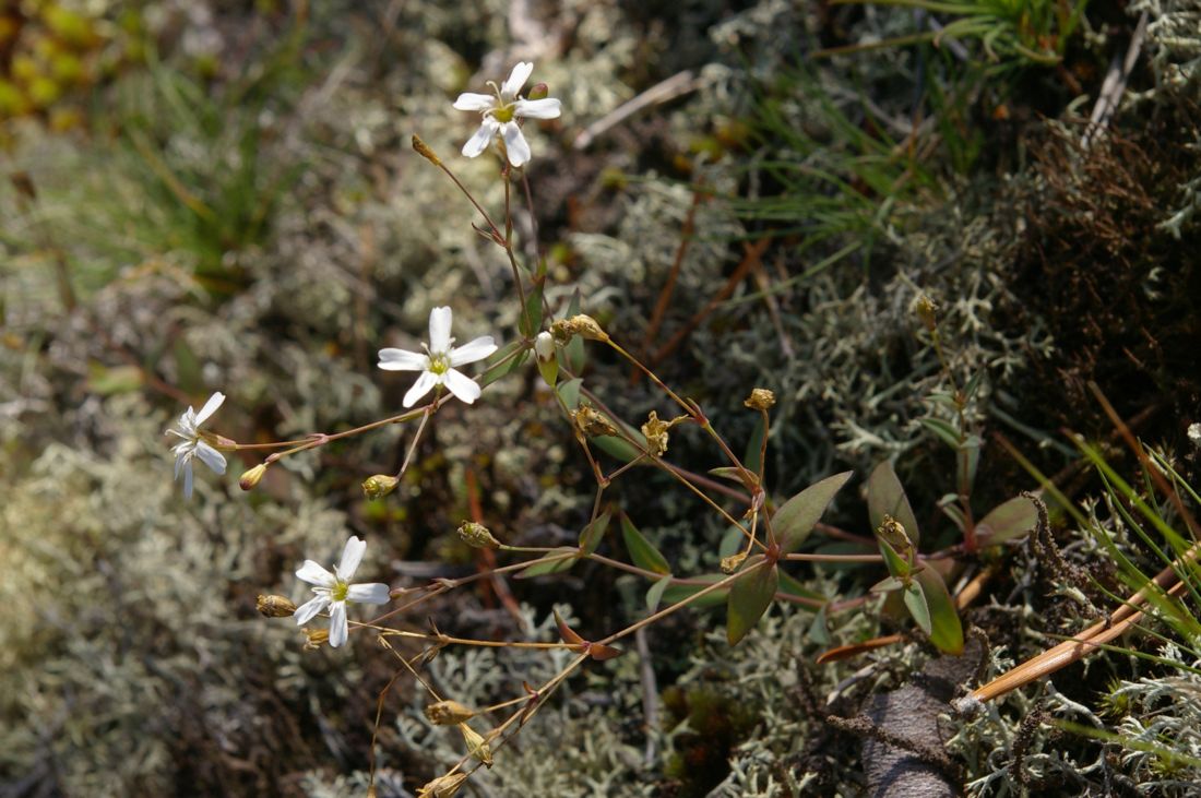 Image of Silene rupestris specimen.