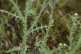 Carduus acanthoides