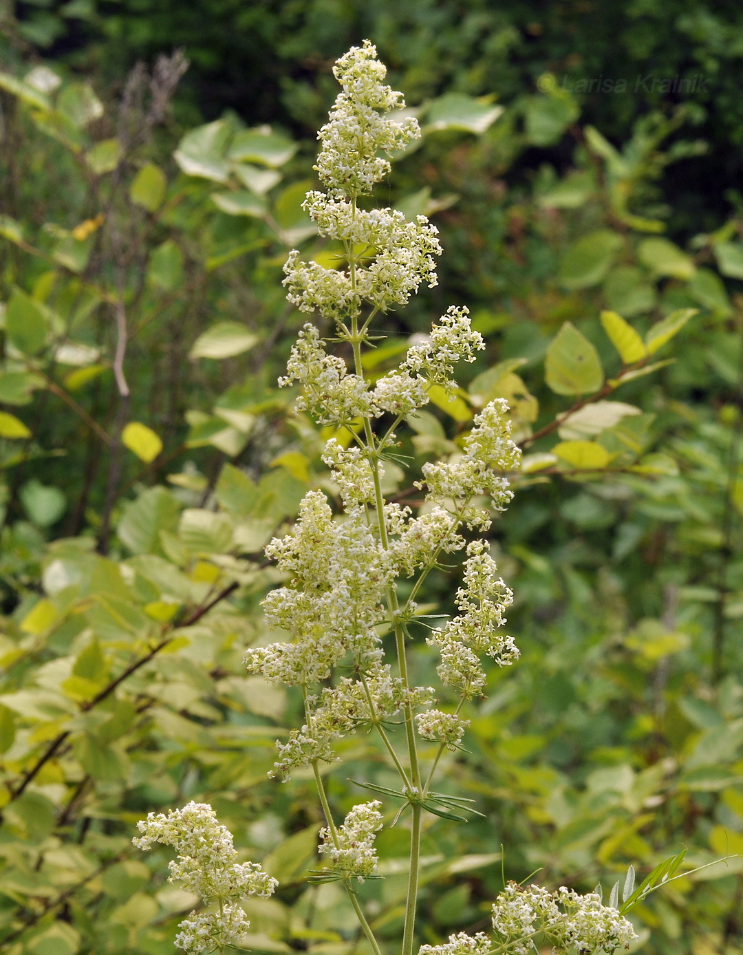Image of Galium verum specimen.