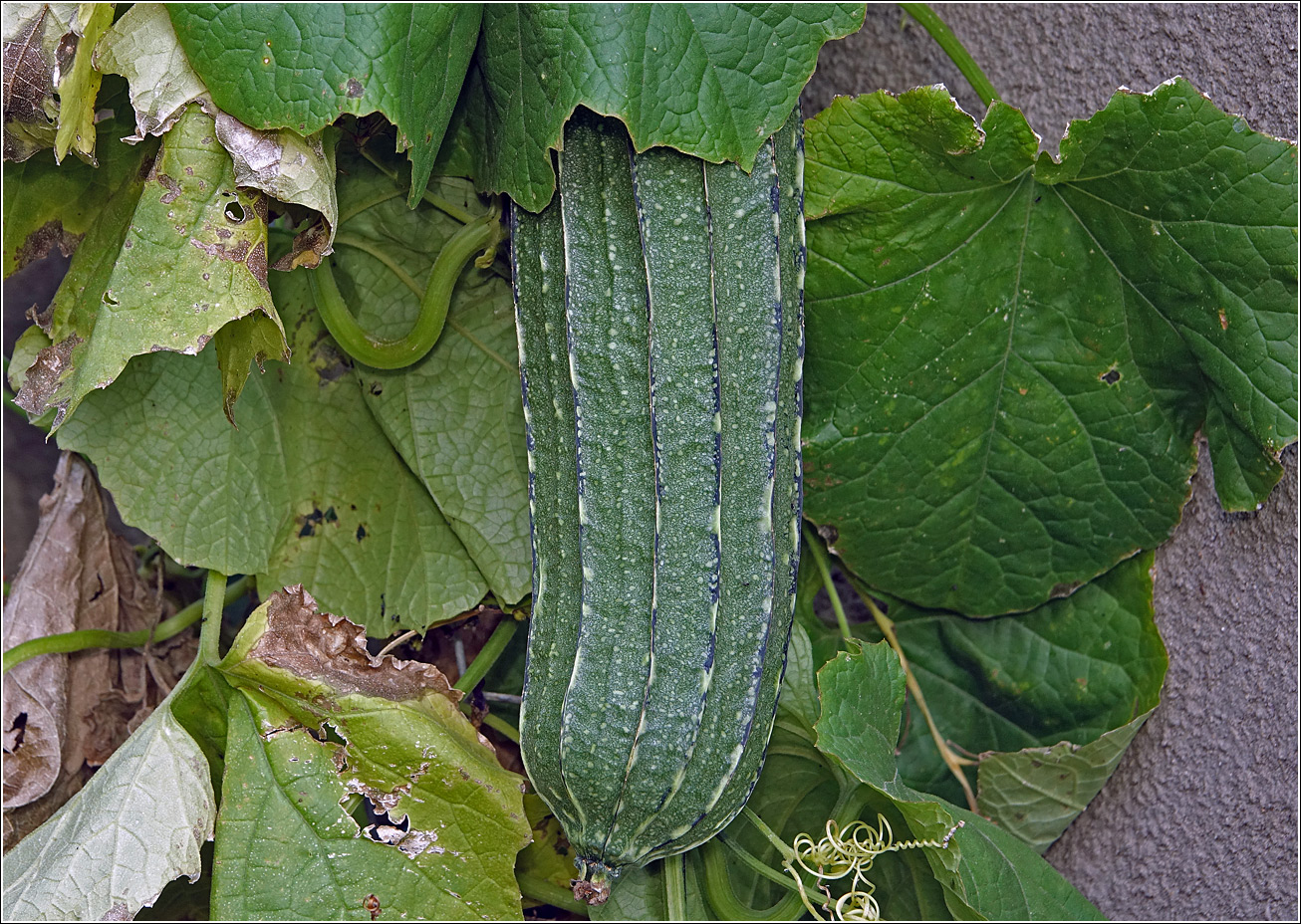 Изображение особи Luffa acutangula.