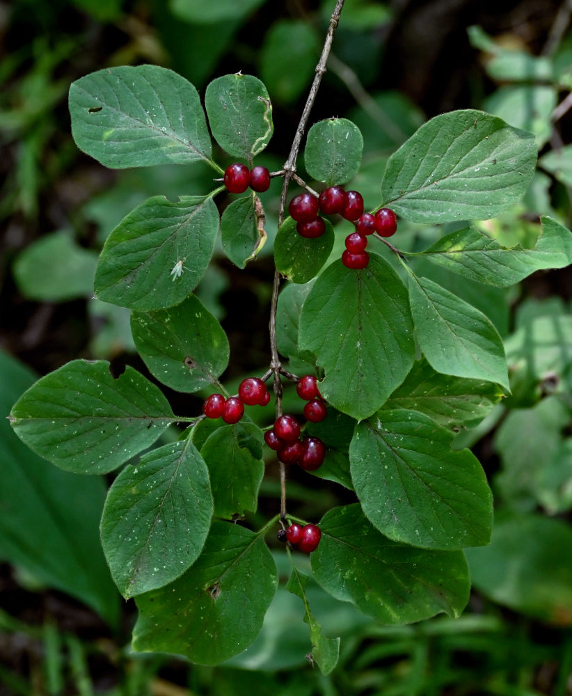 Image of Lonicera xylosteum specimen.
