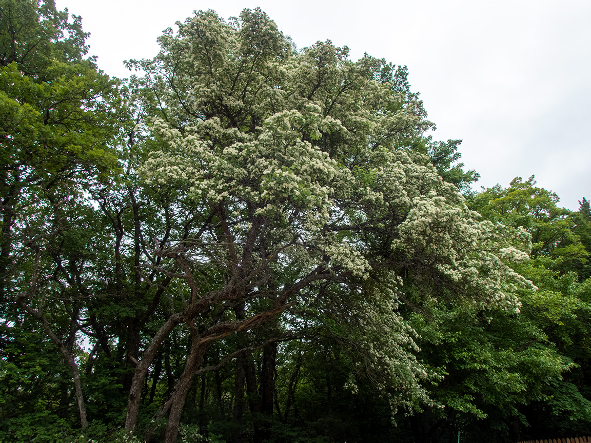 Image of genus Crataegus specimen.