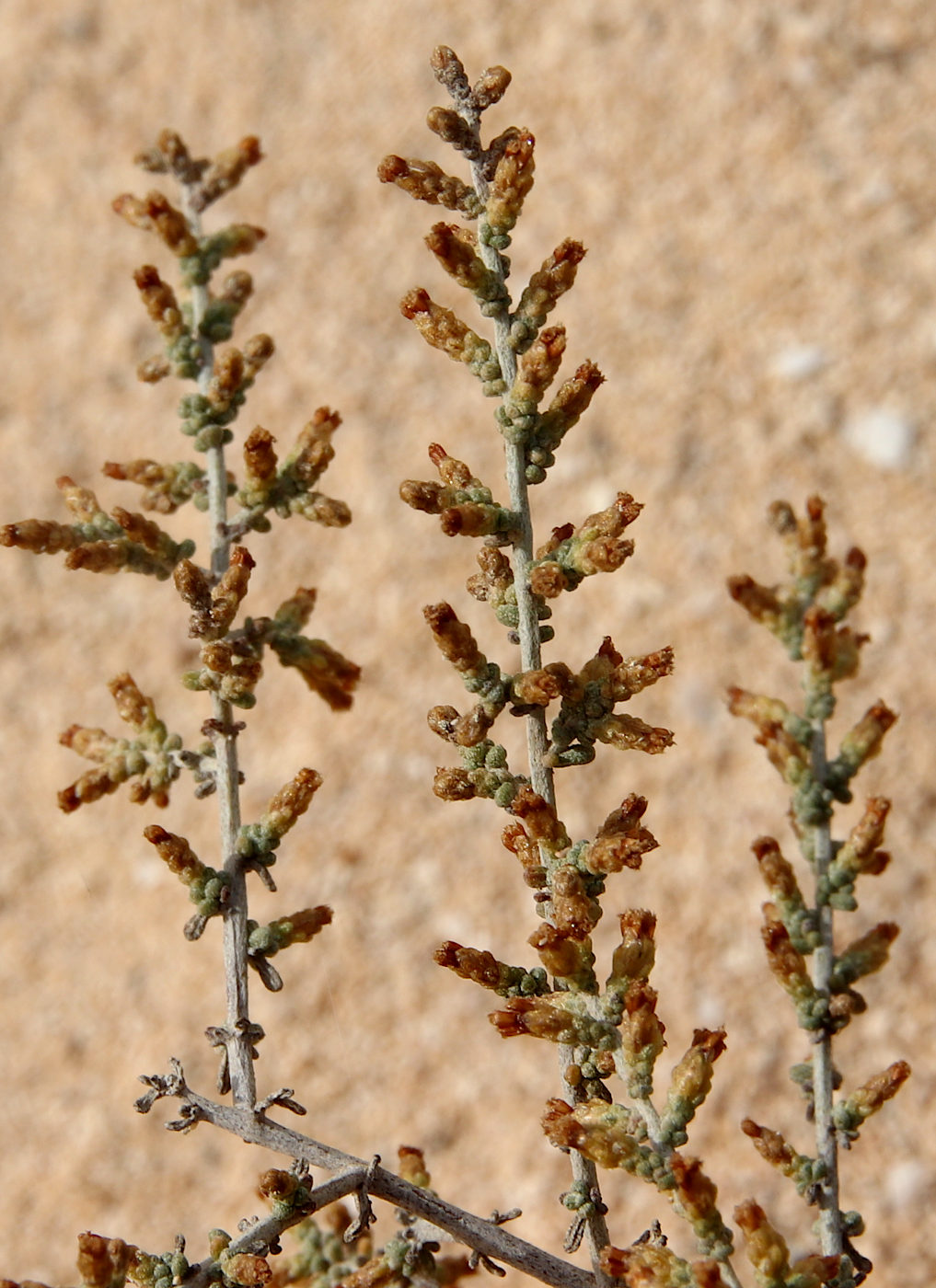 Изображение особи Artemisia herba-alba.