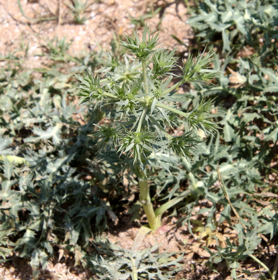 Изображение особи Eryngium campestre.