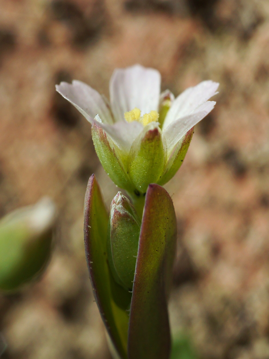 Изображение особи Holosteum umbellatum.