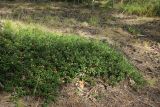 Arctostaphylos uva-ursi. Заросль плодоносящих растений. Ленинградская обл., Кингисеппский р-н, окр. дер. Выбье; побережье Финского залива, тыльная сторона старой дюны, сосновый лес из Pinus sylvestris. 04.08.2024.