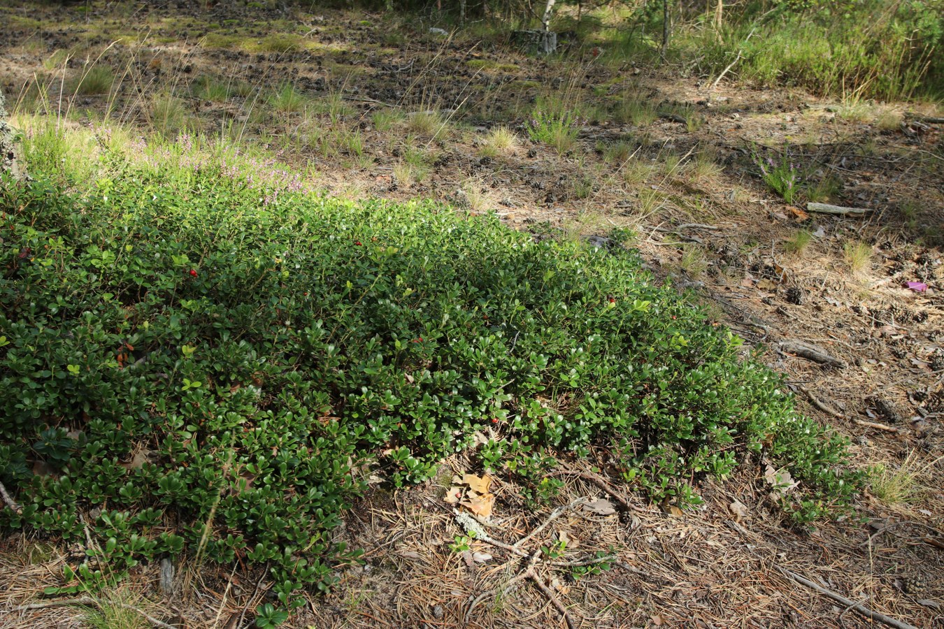 Изображение особи Arctostaphylos uva-ursi.