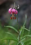 Lilium pilosiusculum. Верхушка цветущего растения. Алтай, Северо-Чуйский хребет, низовья р. Маашей. 21.06.2010.