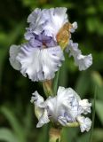 род Iris