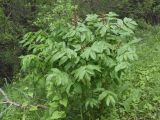 Dictamnus angustifolius