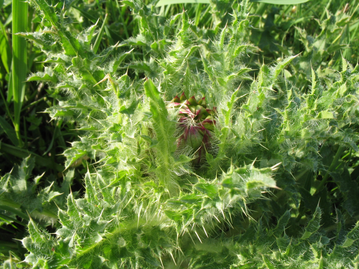 Image of Cirsium esculentum specimen.