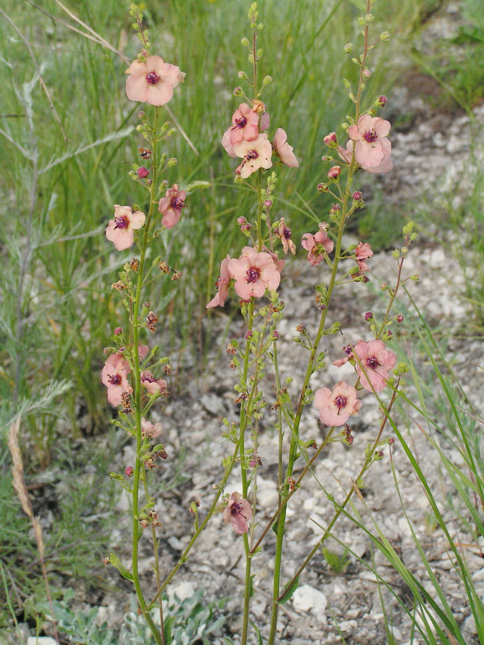 Image of genus Verbascum specimen.