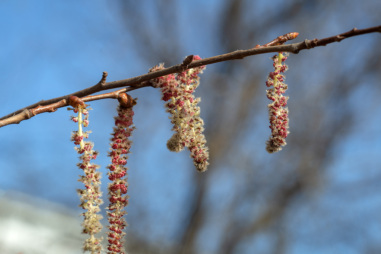 Image of Populus tremula specimen.