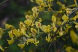 Chamaecytisus ruthenicus. Побеги с цветками. Грузия, край Самцхе-Джавахети, Боржомский муниципалитет, окр. крепости Мокцевис-Цихе, обочина дороги. 17 мая 2025 г.