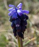 Muscari neglectum