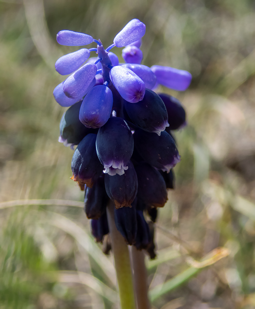 Image of Muscari neglectum specimen.