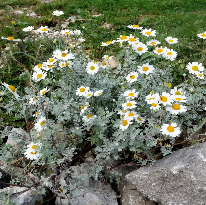 Image of genus Pyrethrum specimen.