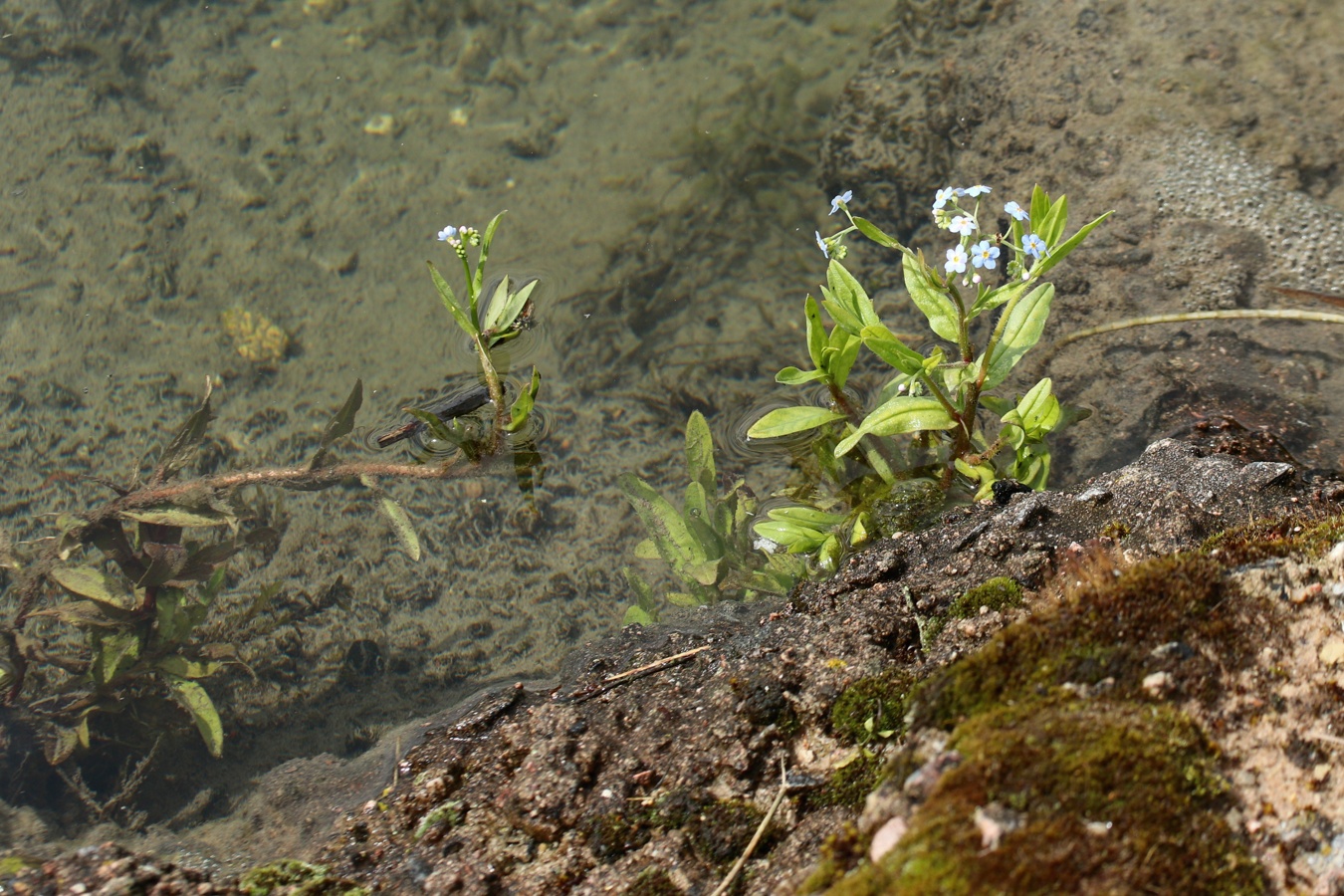 Image of Myosotis palustris specimen.